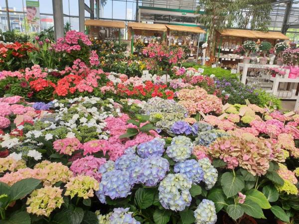 Hortensie Gruppe