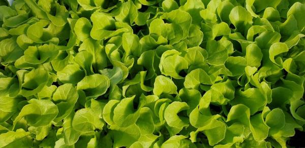 Gärtnerei Maier Salatpflanzen Gemüsepflanzen Hornveilchen Stiefmütterchen