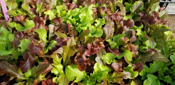 Gärtnerei Maier Salatpflanzen Gemüsepflanzen Hornveilchen Stiefmütterchen