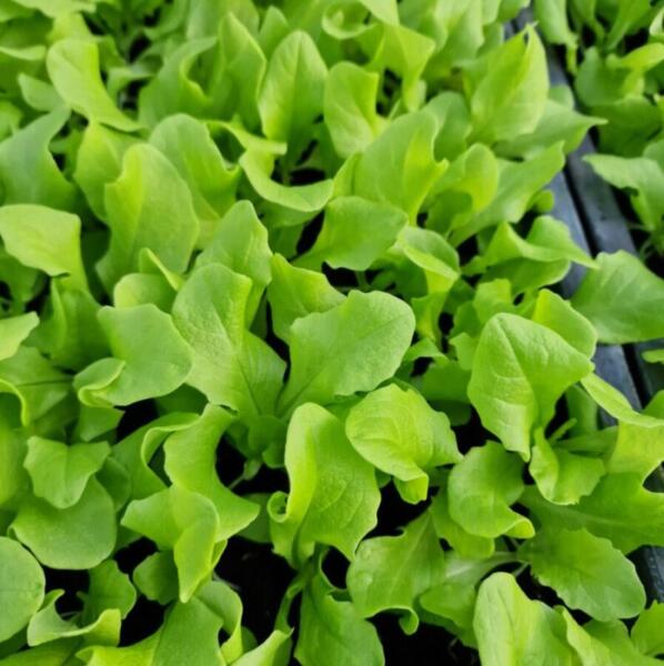 erdaktion 2026 floradies