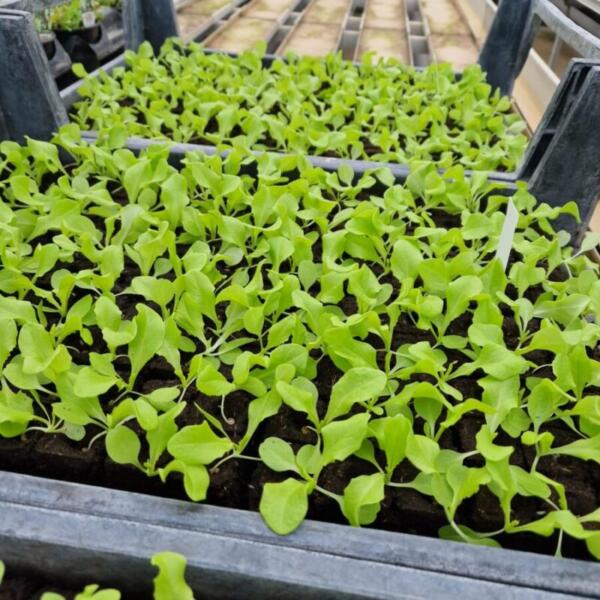 erdaktion 2026 floradies