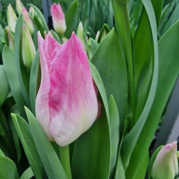 erdaktion 2026 floradies