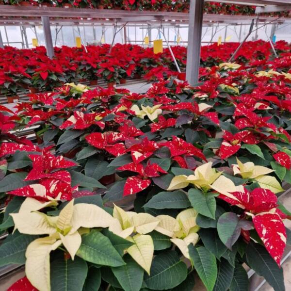 Advent 2025 Gärtnerei Maier & Floradies