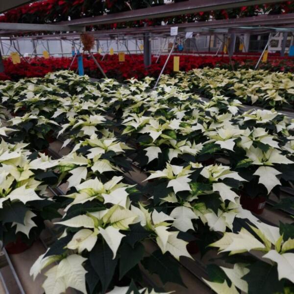 Advent 2025 Gärtnerei Maier & Floradies