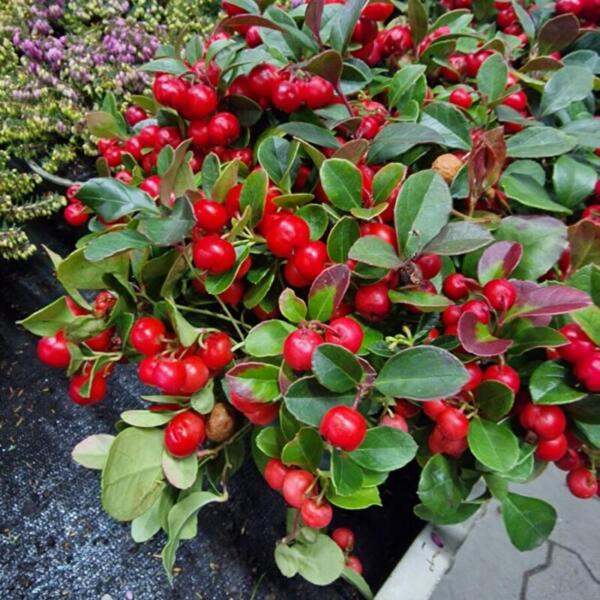 Advent 2025 Gärtnerei Maier & Floradies