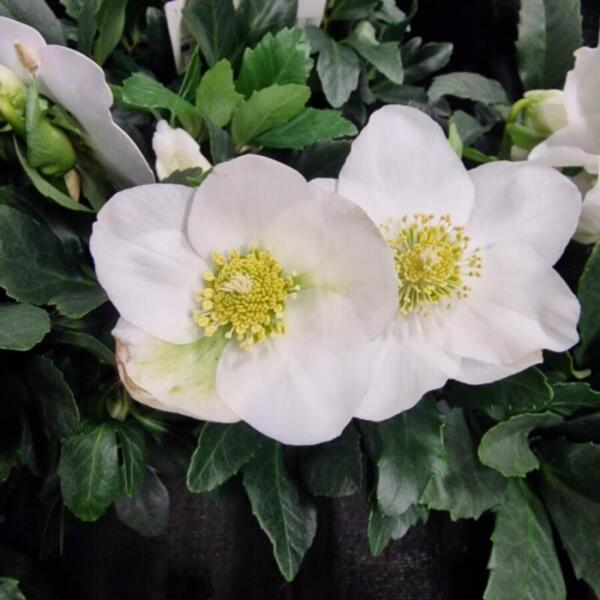 Advent 2025 Gärtnerei Maier & Floradies