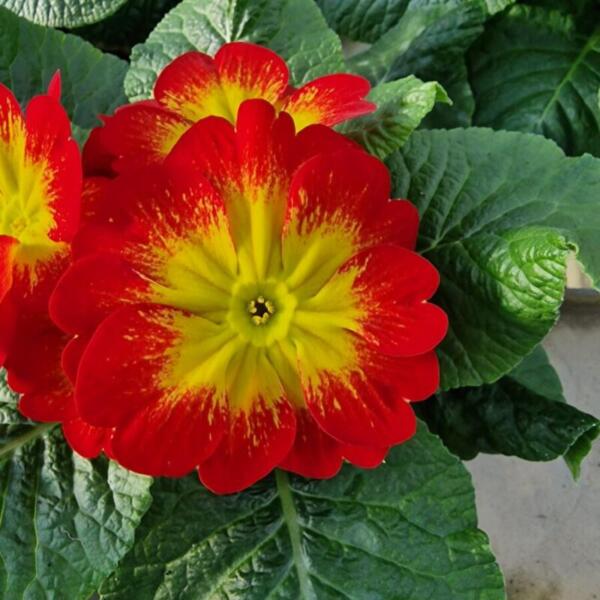 erdaktion 2026 floradies