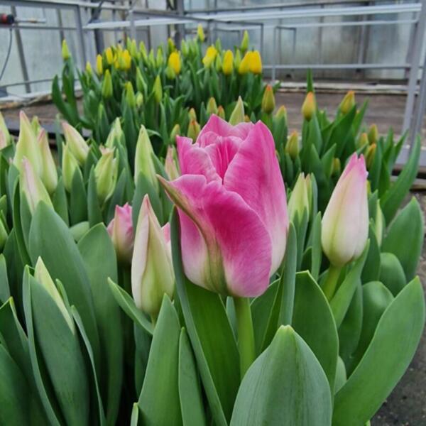 Floradies Ostern 2026