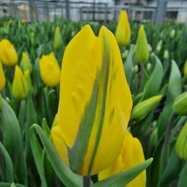 Floradies Ostern 2026