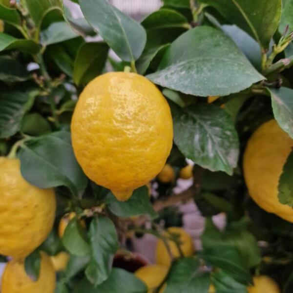 erdaktion 2026 floradies