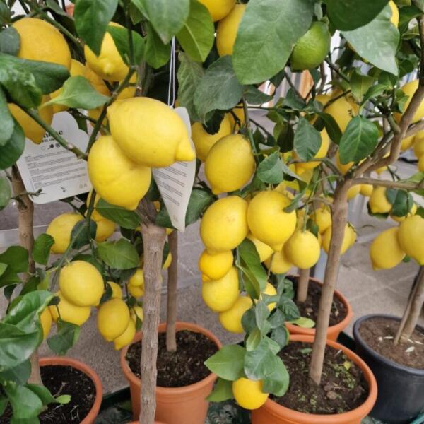 erdaktion 2026 floradies