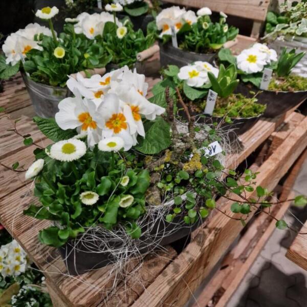 Floradies Ostern 2026