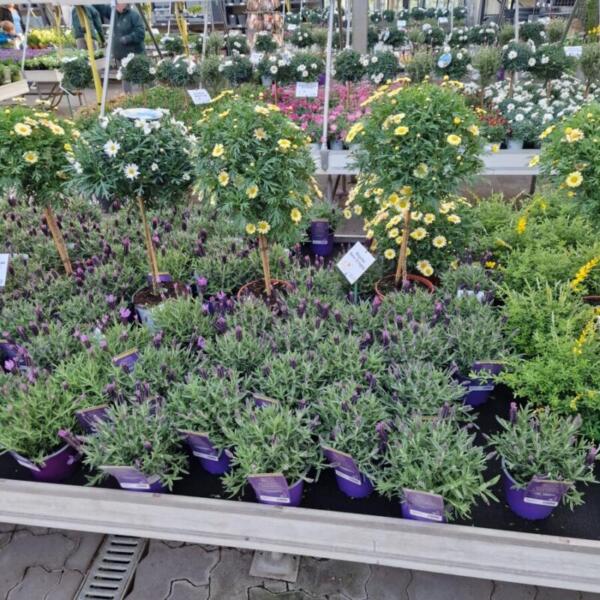 Floradies Kräuter 2026