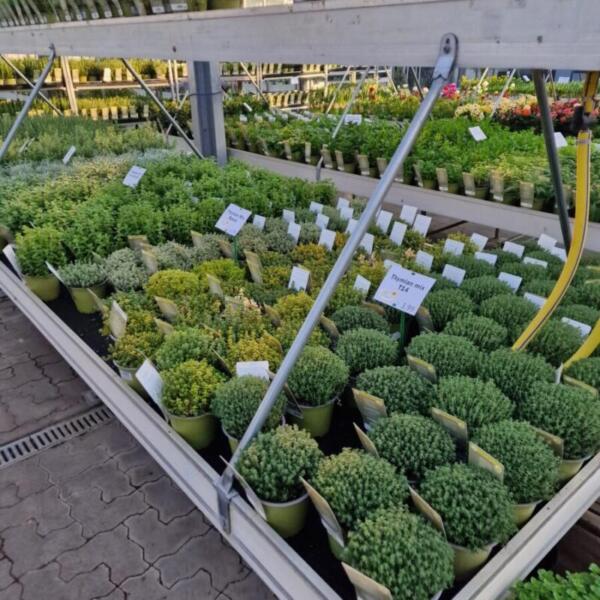 Floradies Kräuter 2026