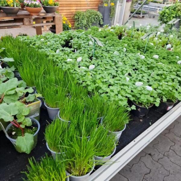 Floradies Kräuter 2026