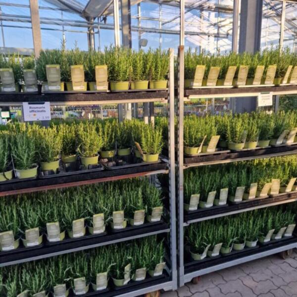 Floradies Kräuter 2026