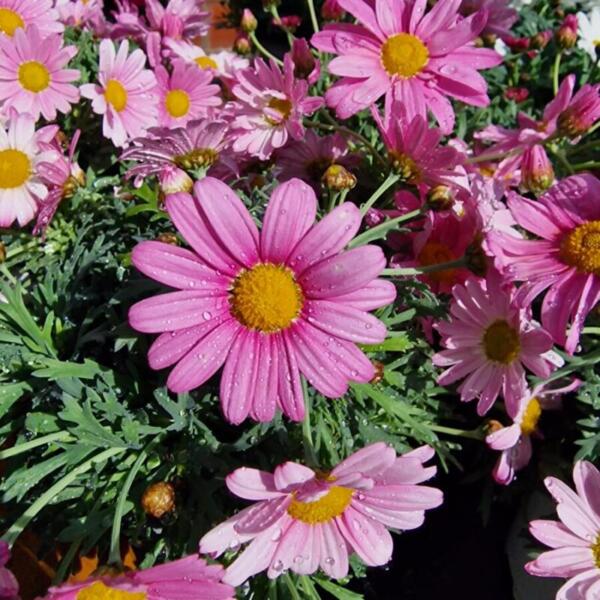 Floradies Kräuter 2026