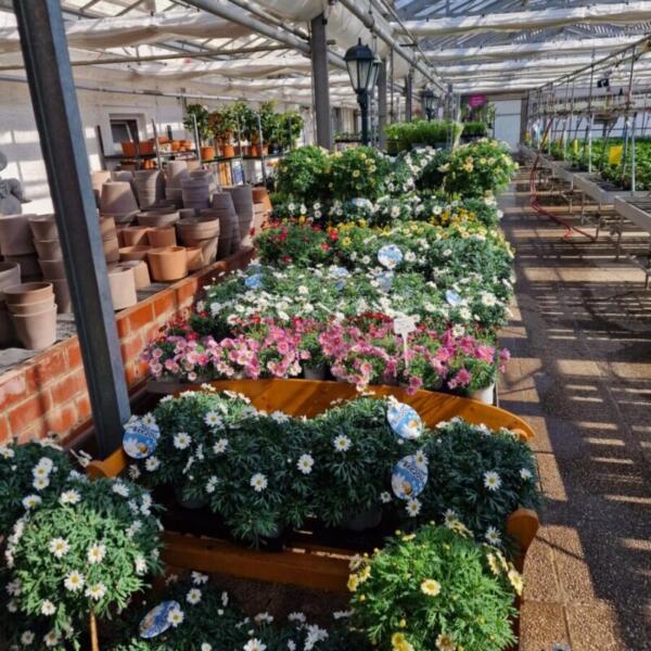 Floradies Kräuter 2026