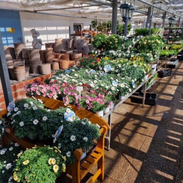 Floradies Kräuter 2026