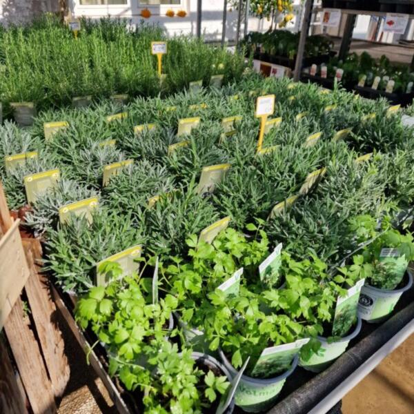 Floradies Kräuter 2026