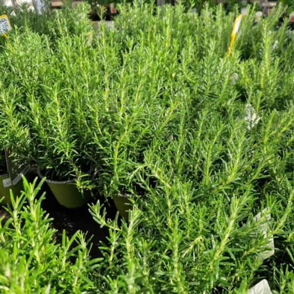 Floradies Kräuter 2026