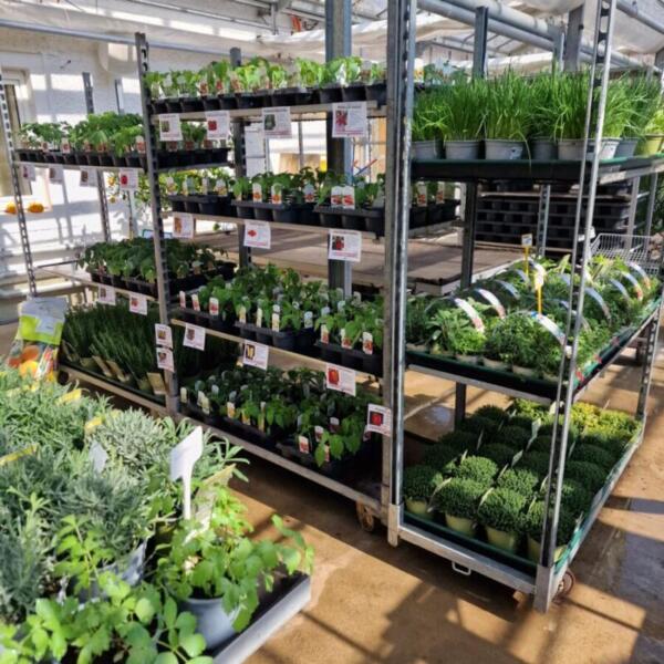 Floradies Kräuter 2026