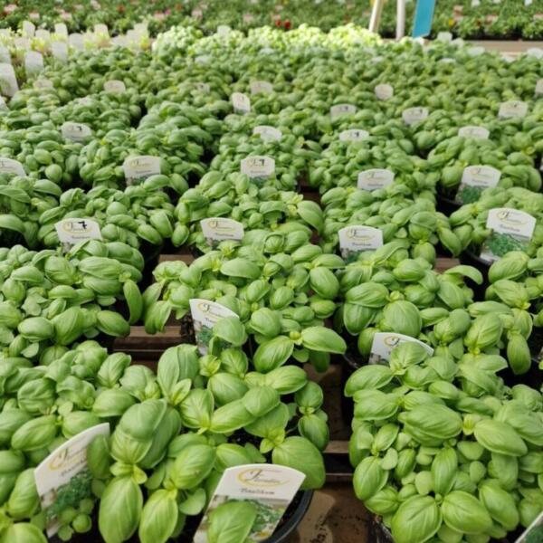 Floradies Kräuter 2026