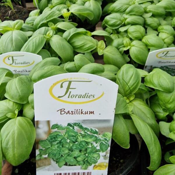 Floradies Kräuter 2026