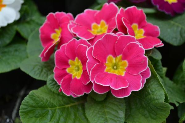 Primula vulgaris