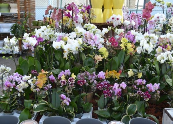 Orchideen Phalaenopsis