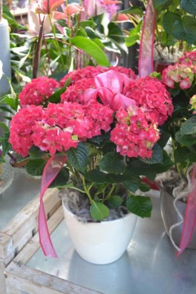 Hortensie