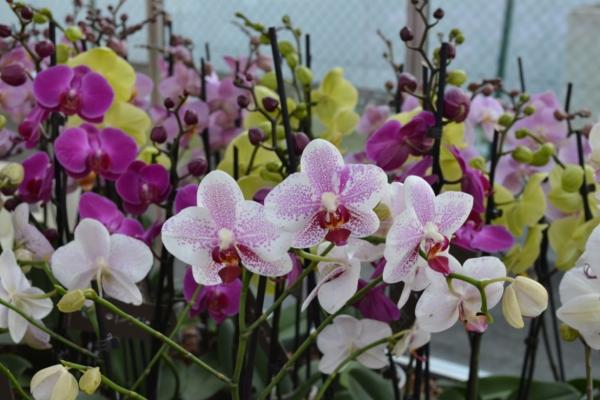 Phalaenopsis multiflora