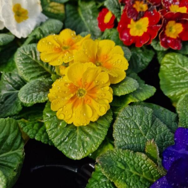 erdaktion 2026 floradies