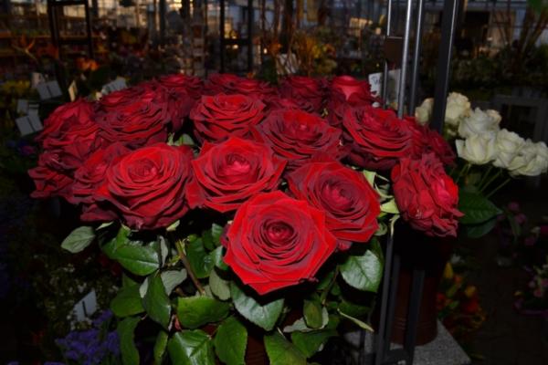 Rosenstrauße Rote Rosen Schnittrose