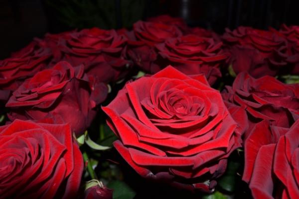 Rote Rosen