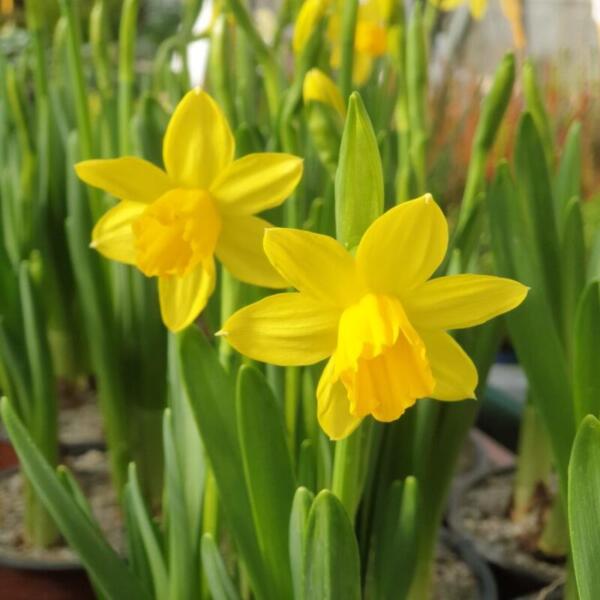 Floradies Ostern 2026