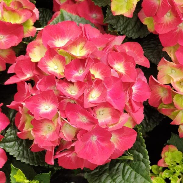Hortensie 2