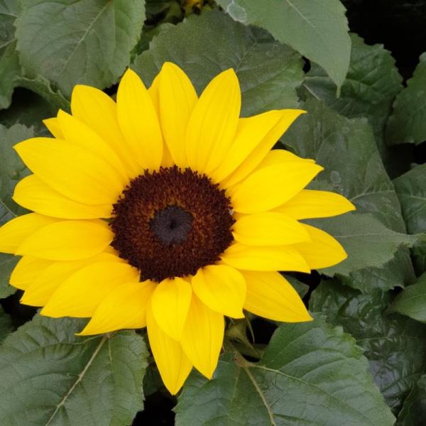 Sonnenblume